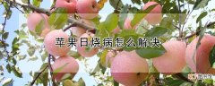 【苹果】苹果日烧病怎么解决