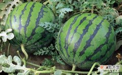 【栽培】西瓜如何栽培？地膜覆盖西瓜的生长特点