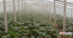 【病害】雾霾对农作物的危害与病害预防措施