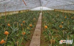 【种植】菠萝怎么种好？菠萝种植管理技术介绍