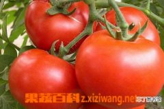 【西红柿】如何辨别催熟西红柿
