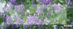 【花】蓝花楹几月开花