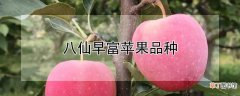 【品种】八仙早富苹果品种