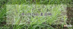 【品种】怀川916小麦品种