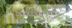 【桃】猕猴桃种植条件与气候