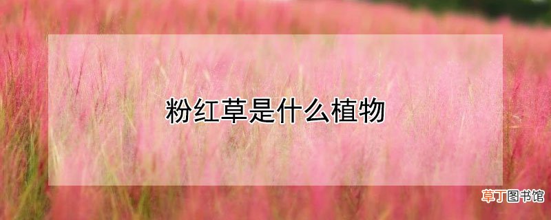 【植物】粉红草是什么植物