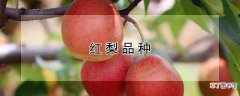 【品种】红梨品种