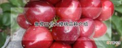 【桃】鲁樱三号大樱桃品种介绍