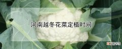 【越冬】河南越冬花菜定植时间
