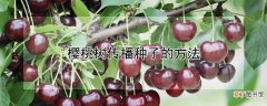 【樱桃树】樱桃树传播种子的方法
