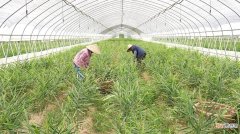 临平区小林黄姜上市 平均亩产2000斤