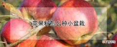 【盆栽】苹果籽怎么种小盆栽
