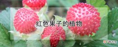 【植物】红色果子的植物