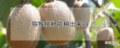 【桃】猕猴桃籽能种出来吗