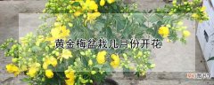 【月份】黄金梅盆栽几月份开花