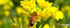 蜜蜂秋繁的重要性和关键技术？