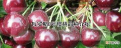 【桃】俄罗斯8号樱桃品种介绍