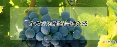 【品种】东方优系葡萄品种介绍