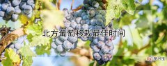 【葡萄】北方葡萄移栽最佳时间