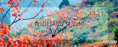 【树】香山红叶是什么树
