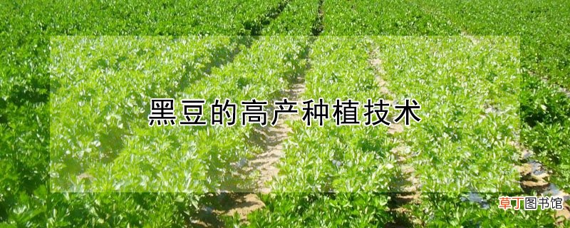 【高产】黑豆的高产种植技术