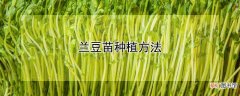 【种植方法】兰豆苗种植方法