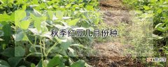 【月份】秋季红豆几月份种