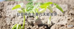【花卉大全】红豆种在土里几天能发芽