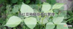 【种植】大红豆种植技术与管理