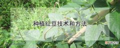 【方法】种植红豆技术和方法