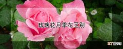 【玫瑰花】玫瑰花月季花区别