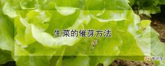 【方法】生菜的催芽方法