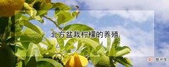 【盆栽】北方盆栽柠檬的养殖