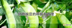 【种植】甜脆豌豆的种植和管理