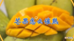 【芒果】芒果怎么催熟