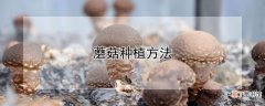 【种植】蘑菇种植方法