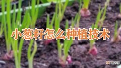【种植】小葱籽怎么种植技术