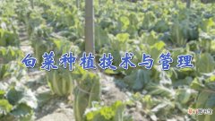 【种植】白菜种植技术与管理