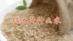 【花卉大全】糙米是什么米