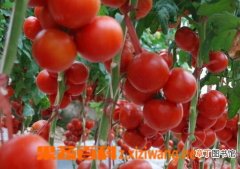 【种植方法】陆地西红柿种植方法