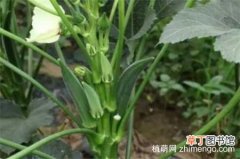 【月份】秋葵在4～6月份播种