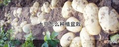 【种植】土豆怎么种植盆栽