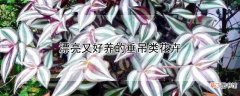 【花】漂亮又好养的垂吊类花卉