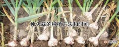 【种植方法】独头蒜的种植方法和时间
