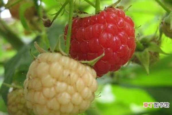 【树莓】树莓和覆盆子的区别