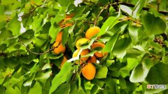 【杏子】杏子什么季节成熟