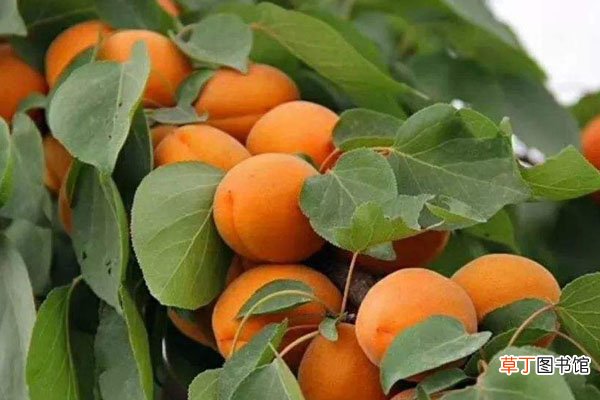 【杏子】杏子什么季节成熟