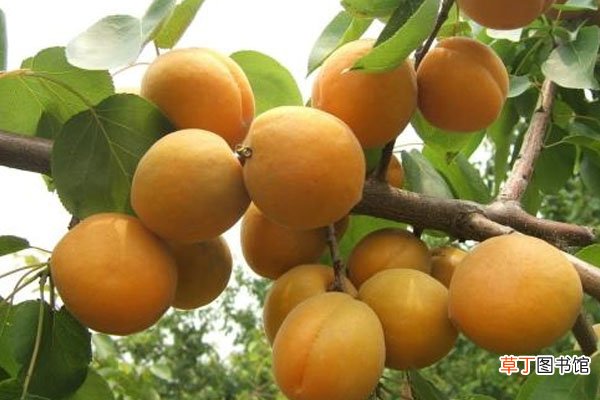 【杏子】杏子是水果吗