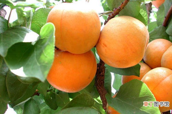 【杏子】杏子是水果吗