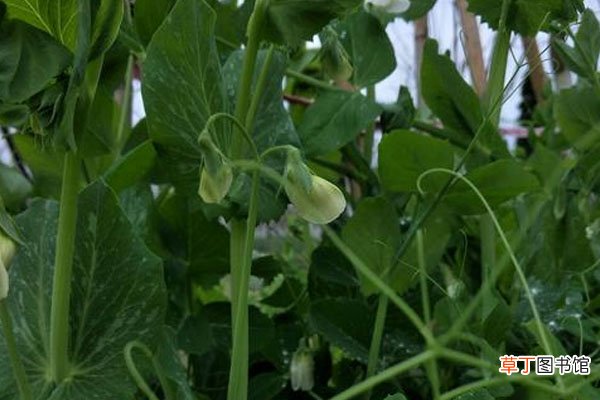 【种植】豌豆苗的种植方法和时间